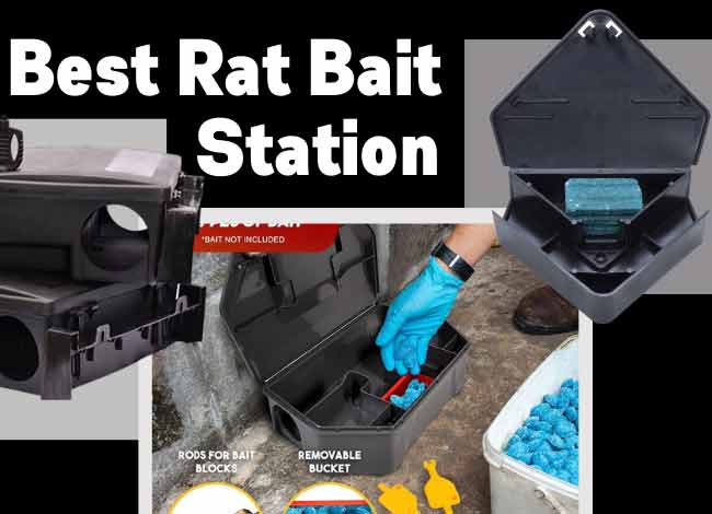 Best Rat Bait Station