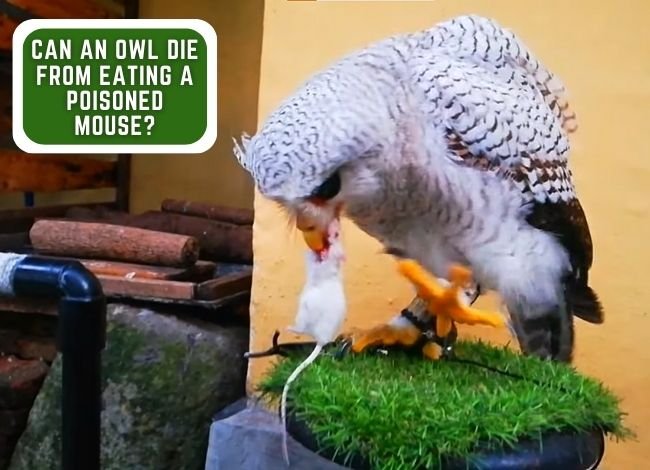 Can an Owl die from eating a poisoned mouse