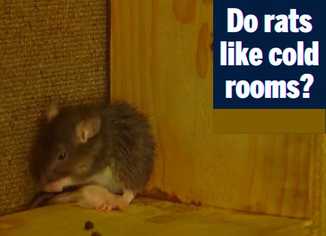 Do rats like cold rooms