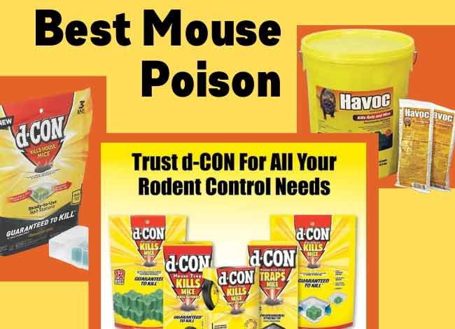 Best Mouse Poison of 2024: Effectively Kill the Mice