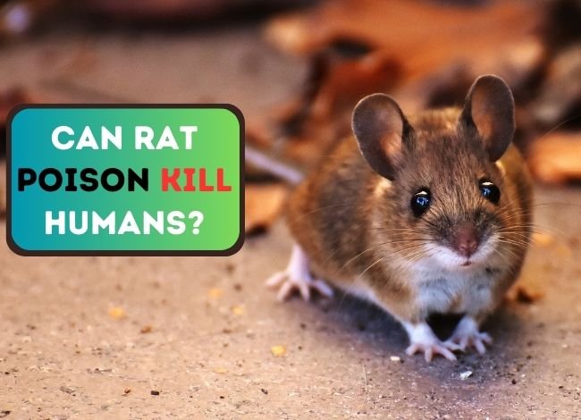 Can Rat Poison Kill Humans? Honest Answer With Safety Tips