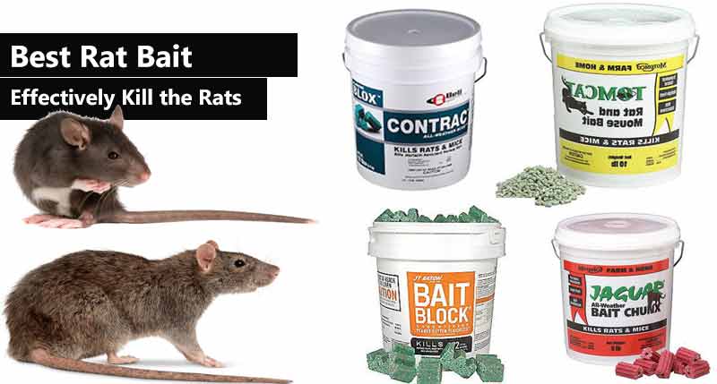 best rat bait