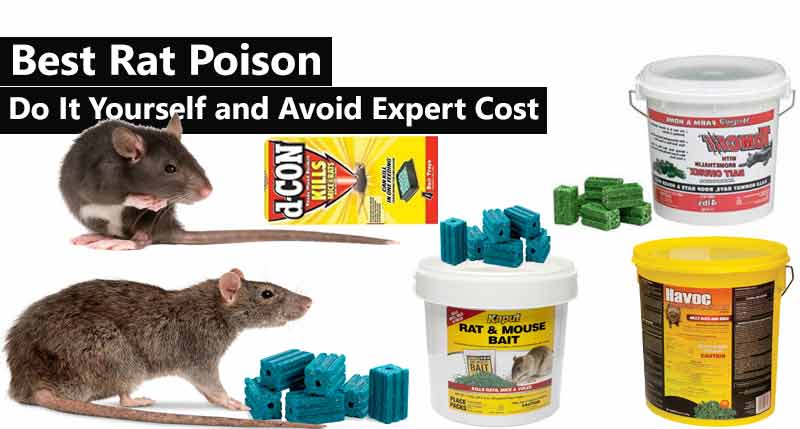 best mouse poisons