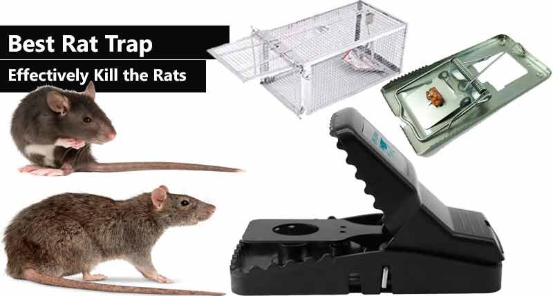 rat traps that work