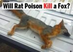 Will rat poison kill a fox